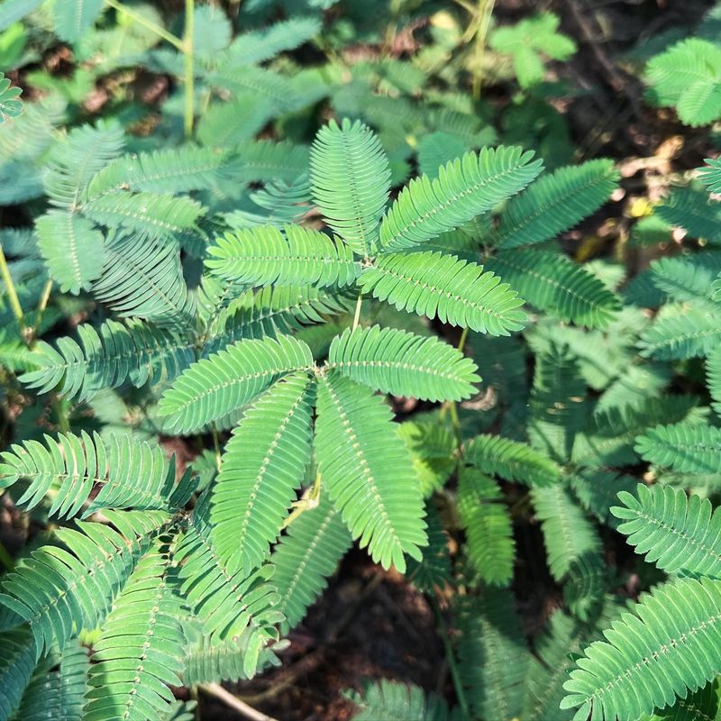Sensitive Plant (Mimosa pudica)