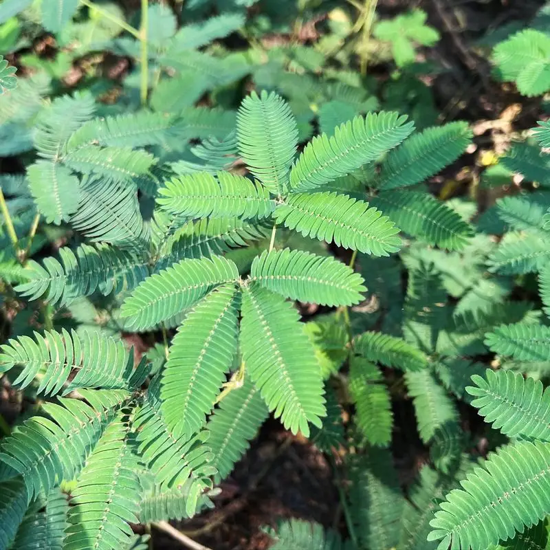 Sensitive Plant (Mimosa pudica)