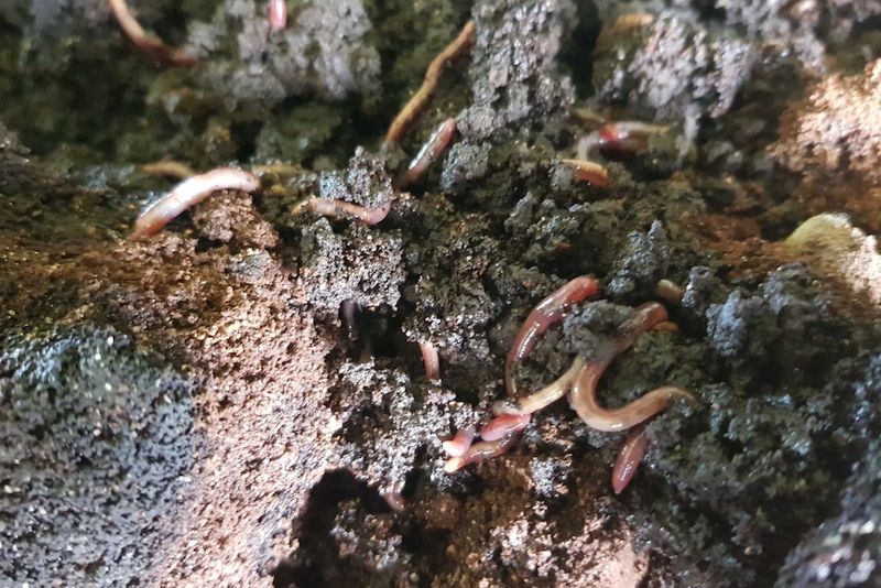 Coffee Grounds for Earthworm Attraction