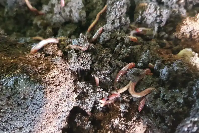 Coffee Grounds for Earthworm Attraction