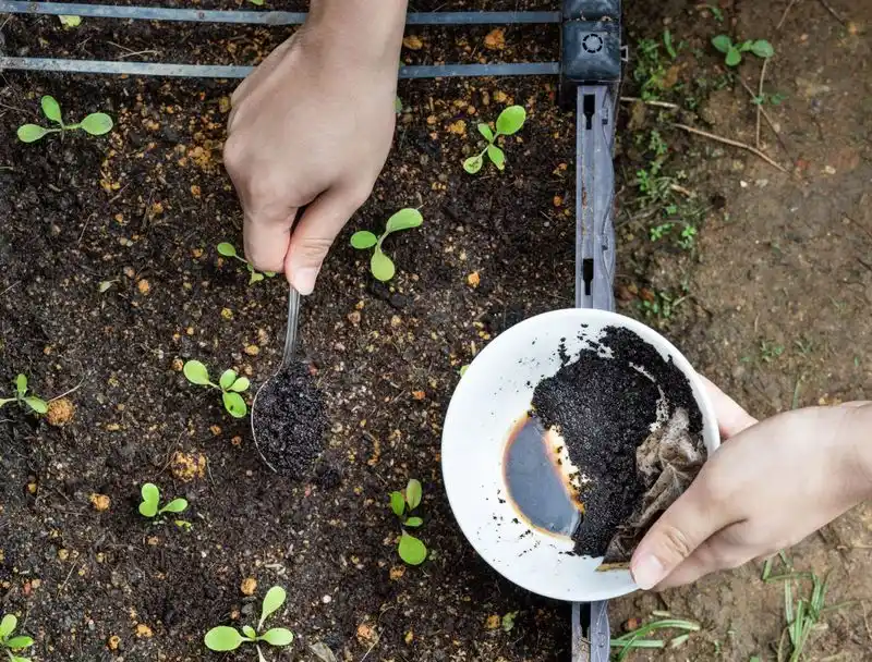 Improving Drainage with Coffee Grounds