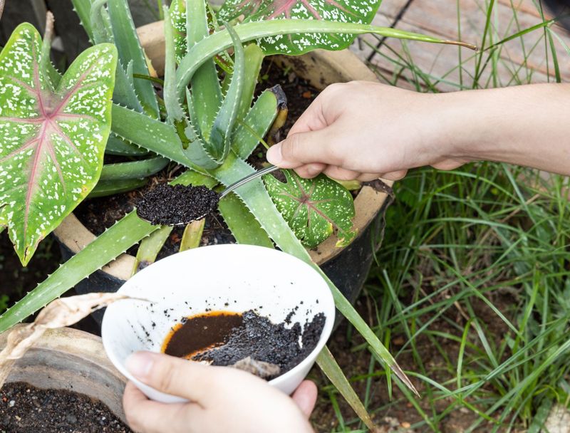 Coffee Grounds for Pest Control