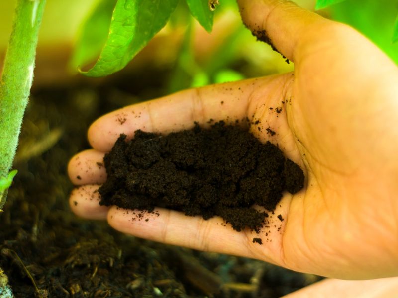 Coffee Grounds to Enhance Soil Texture