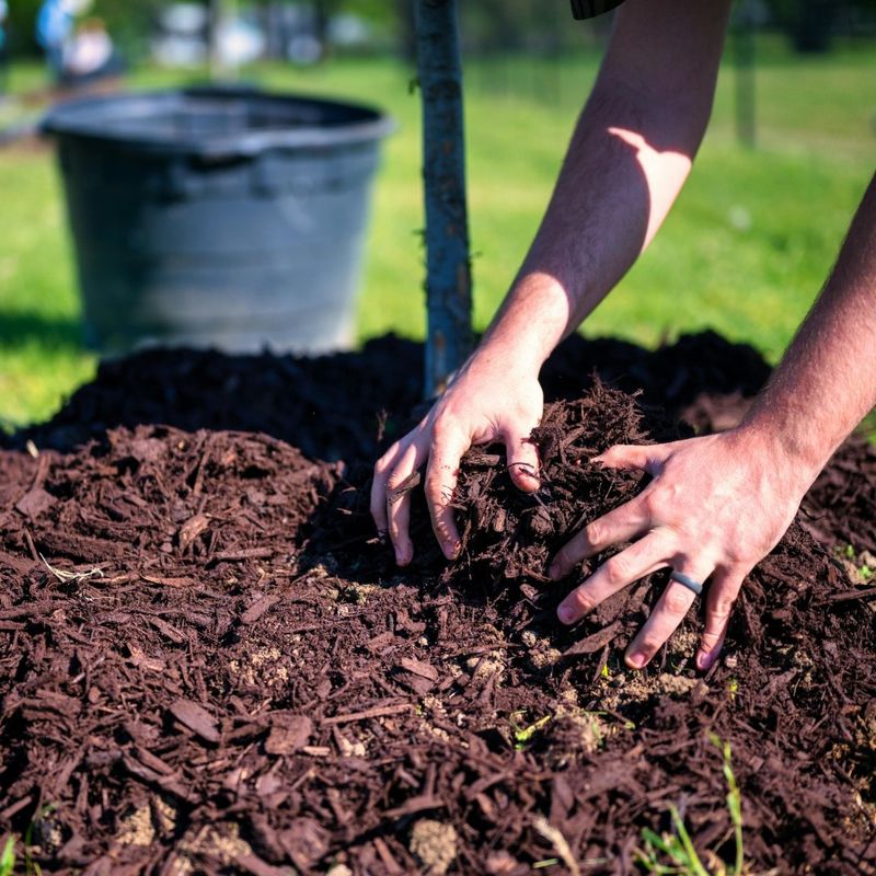 Wood Chip Compost