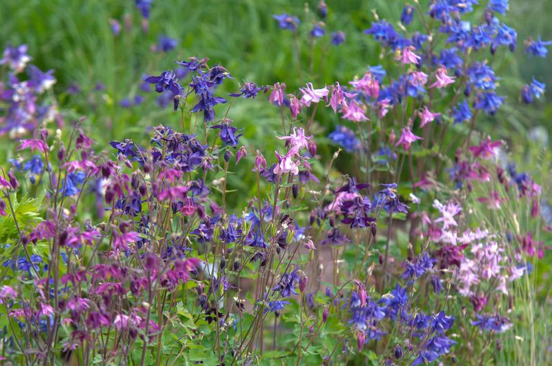 Columbine