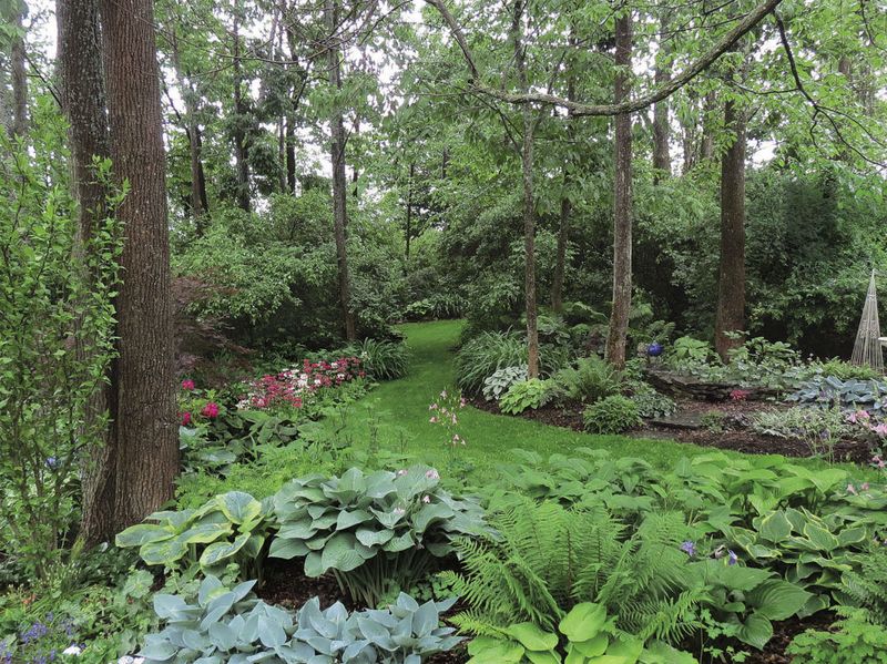 Woodland Wonder