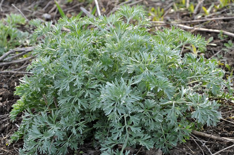 Wormwood (Artemisia absinthium)