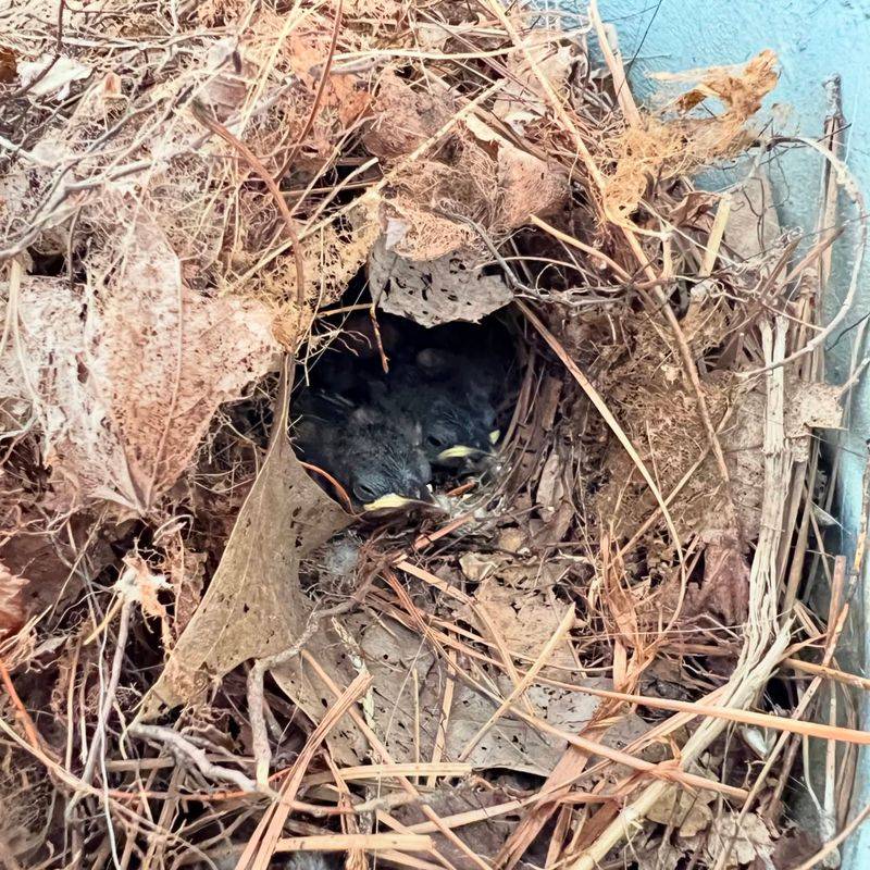 Wren's Hidden Haven