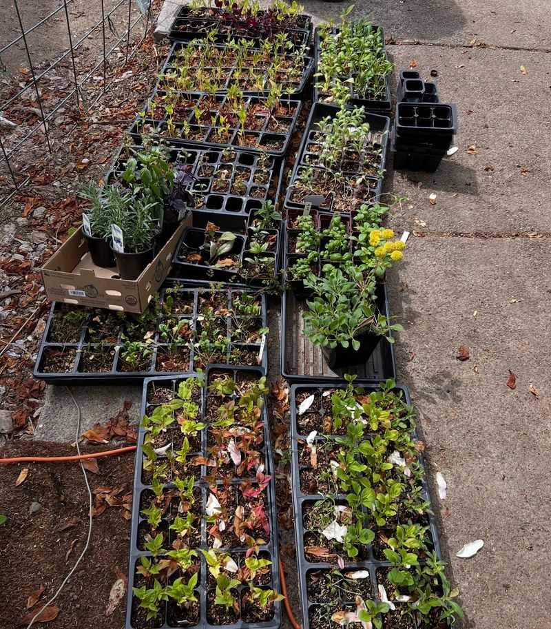 Wrong Planting Times