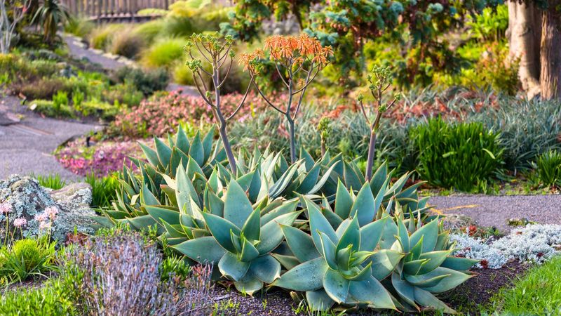 Xeriscape Gardens