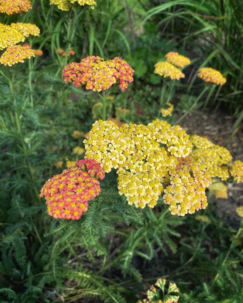 Yarrow