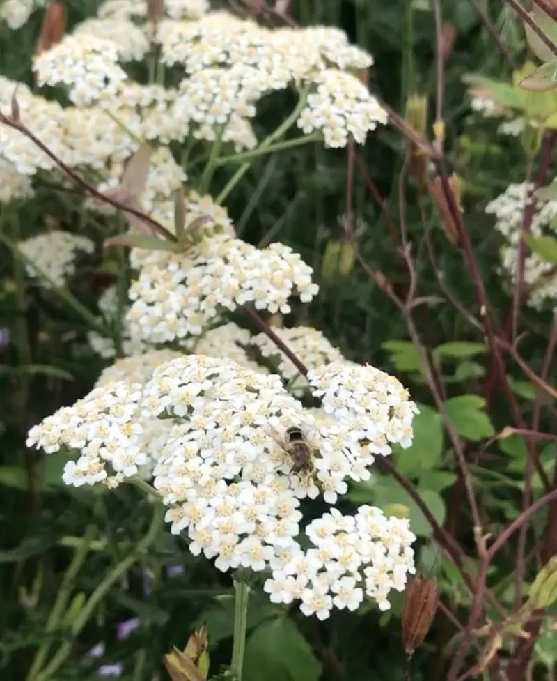 Yarrow