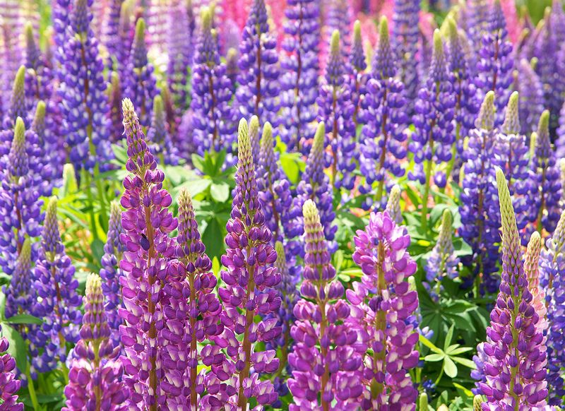 Lupine