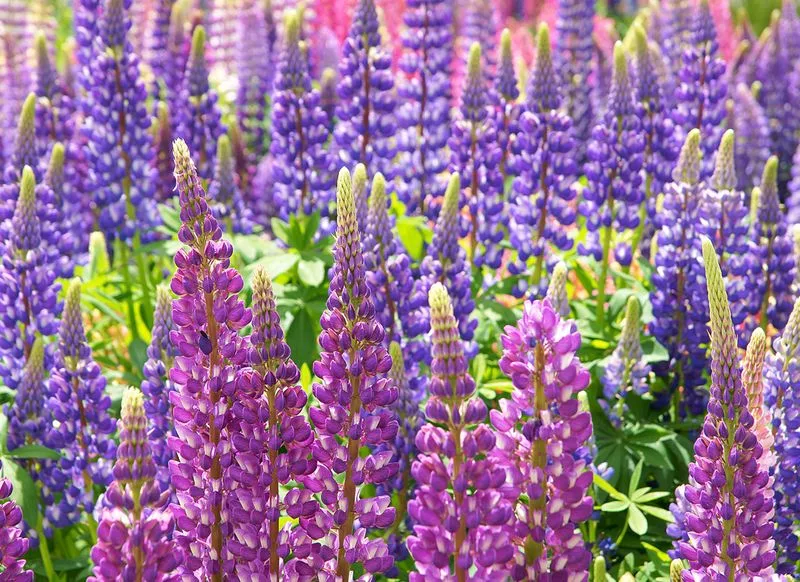 Lupine