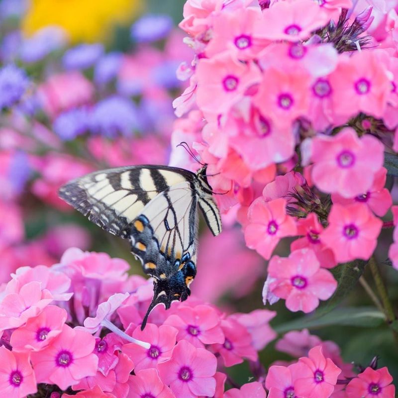Phlox