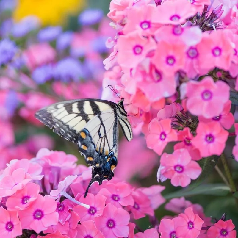 Phlox