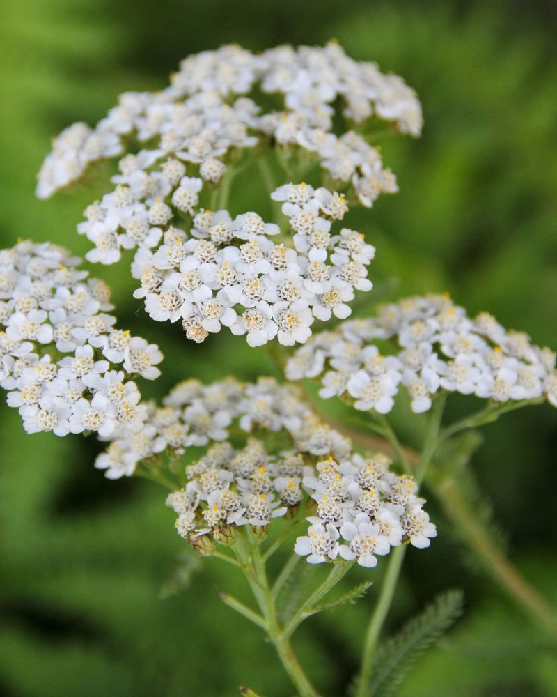 Yarrow