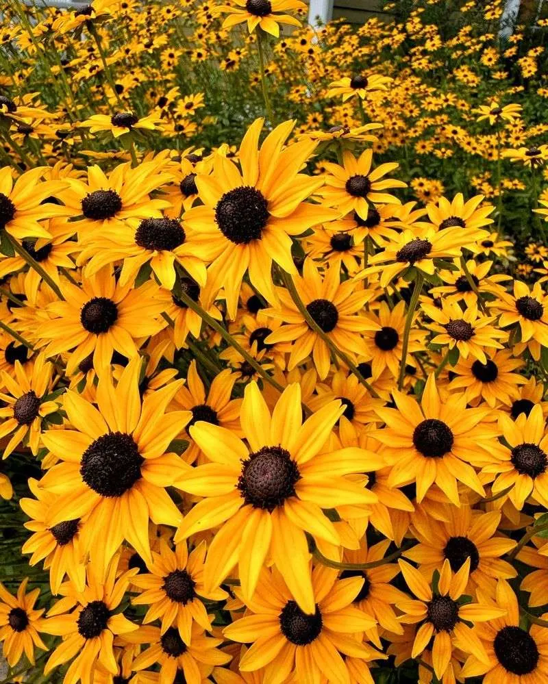 Rudbeckia