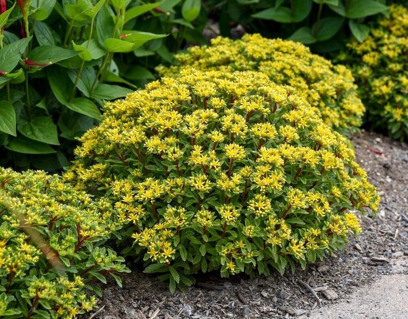 Sedum