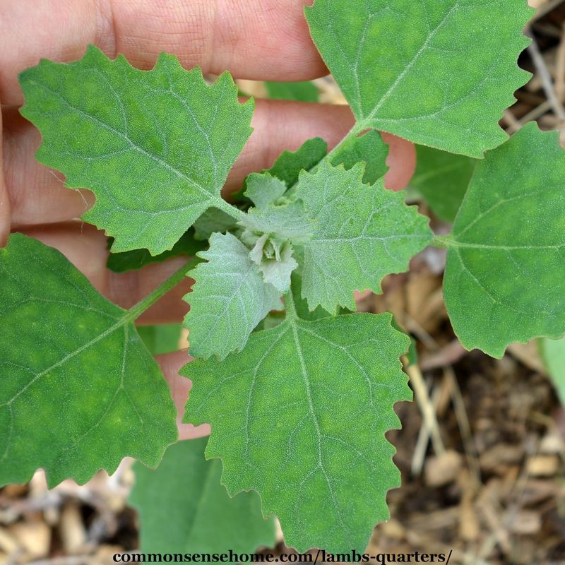 Lamb's Quarters Liquid Fertilizer