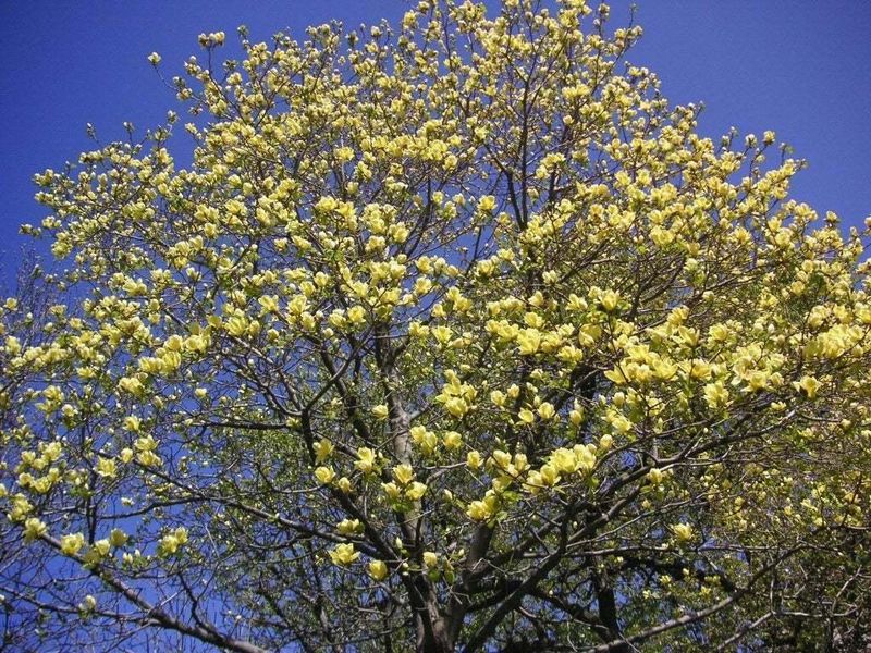 Yellow Bird Magnolia