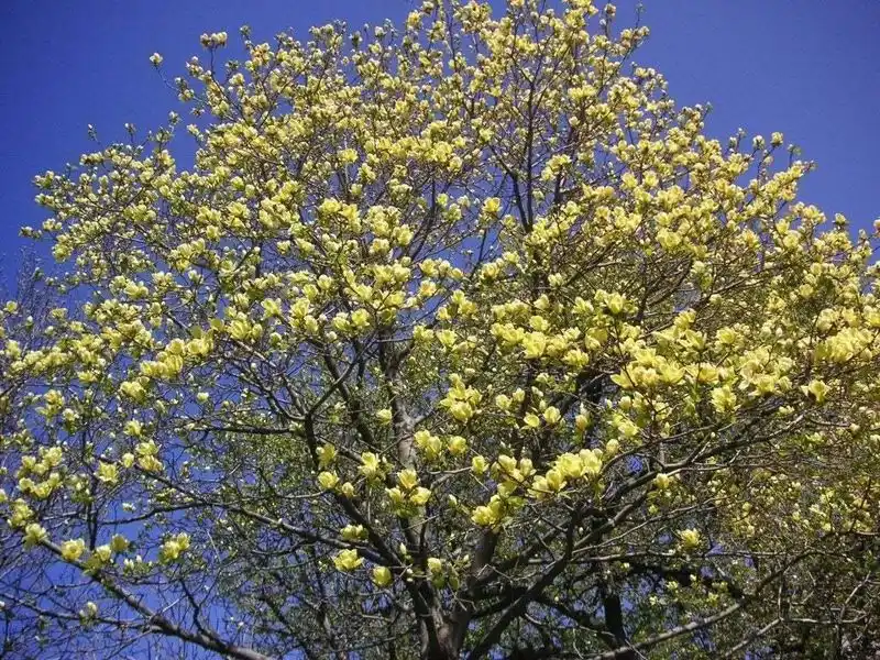 Yellow Bird Magnolia