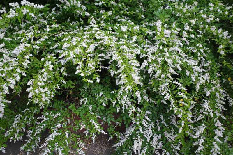 Privet