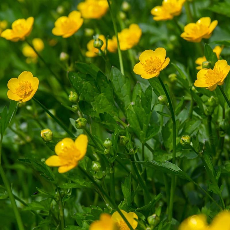 Buttercup (Ranunculus repens)