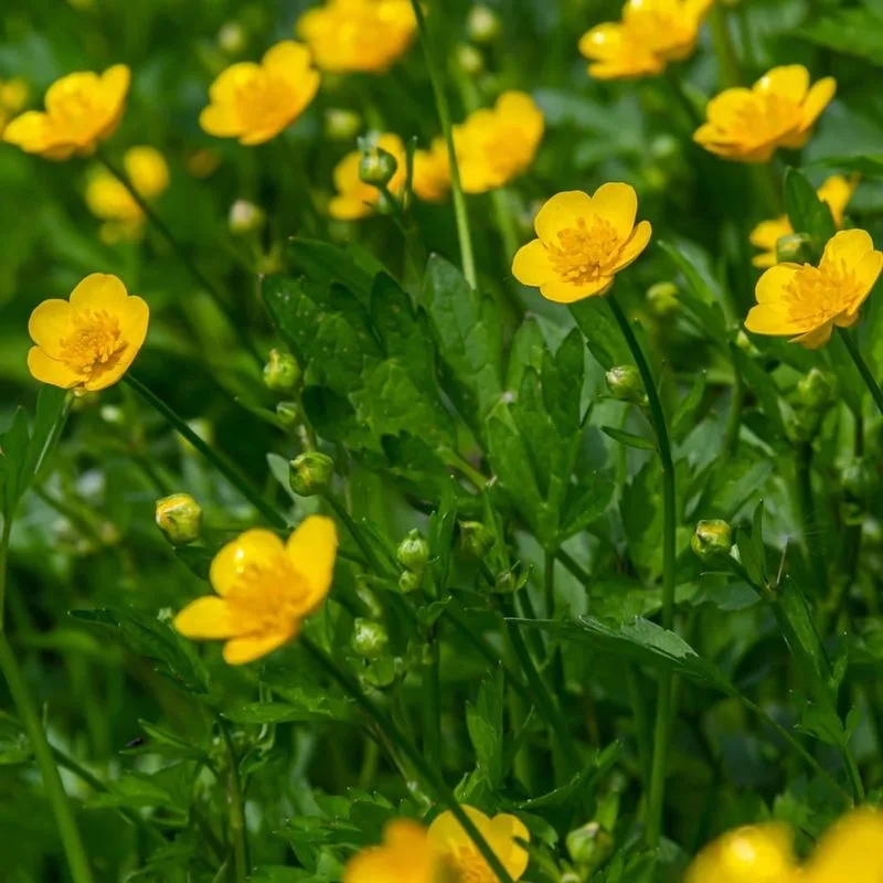 Buttercup (Ranunculus repens)