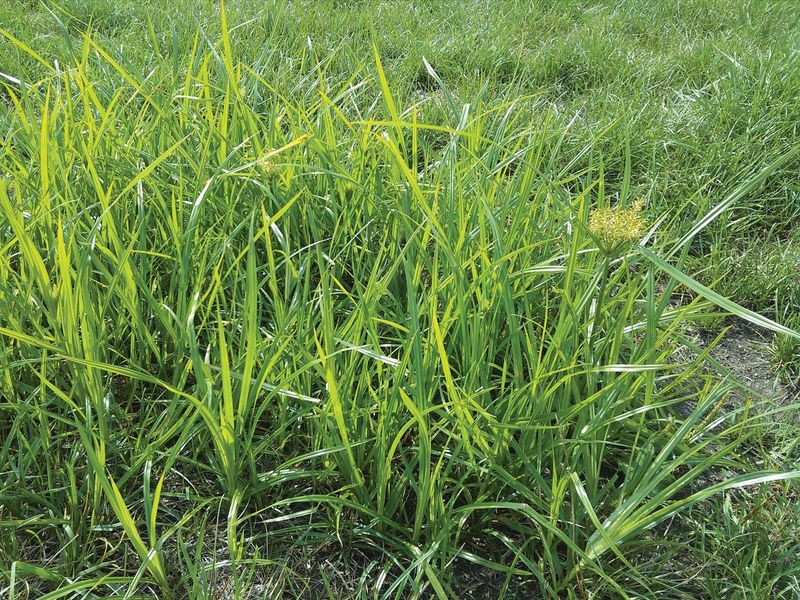 Yellow Nutsedge