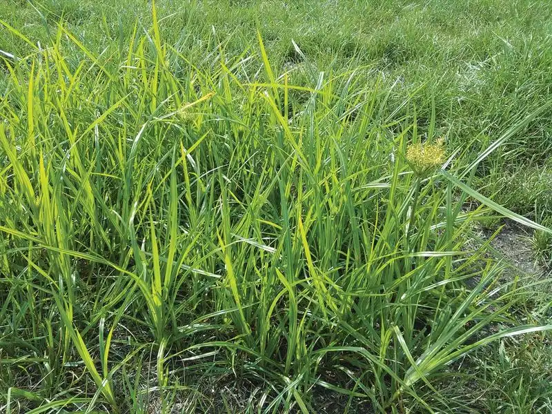 Yellow Nutsedge