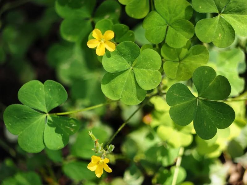 Yellow Sorrel