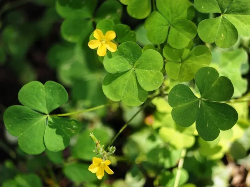 Yellow Sorrel
