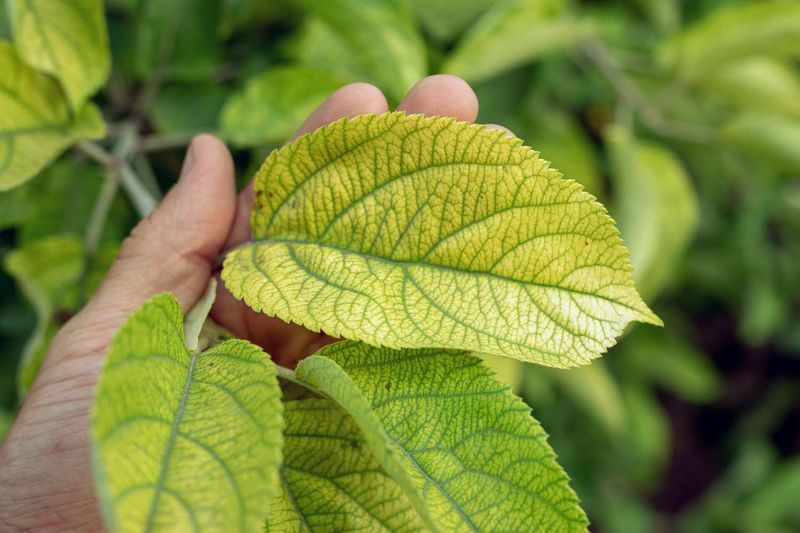 Yellowing Foliage