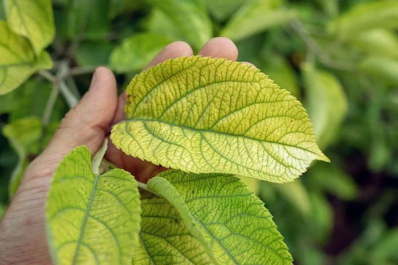 Yellowing Foliage