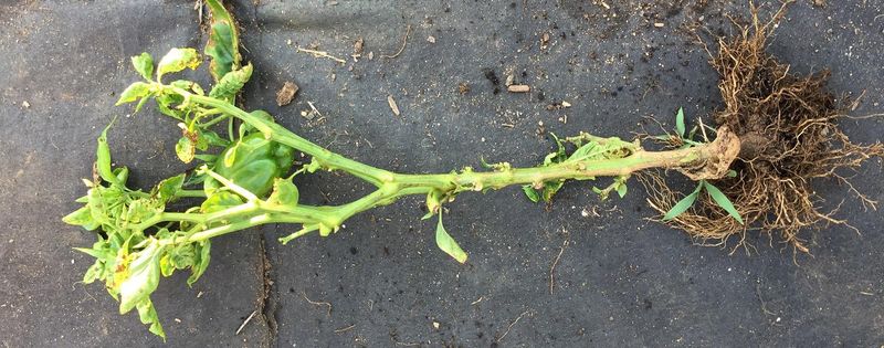 Stunted Growth
