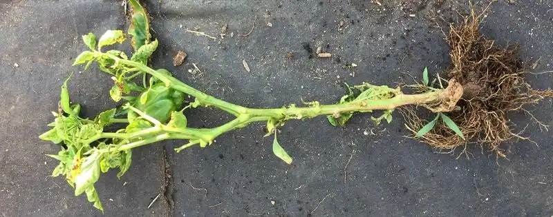 Stunted Growth