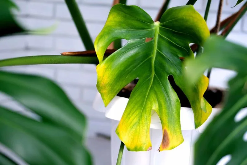 Yellowing Leaves with Brown Edges