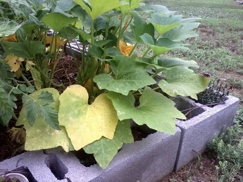 Yellowing Leaves