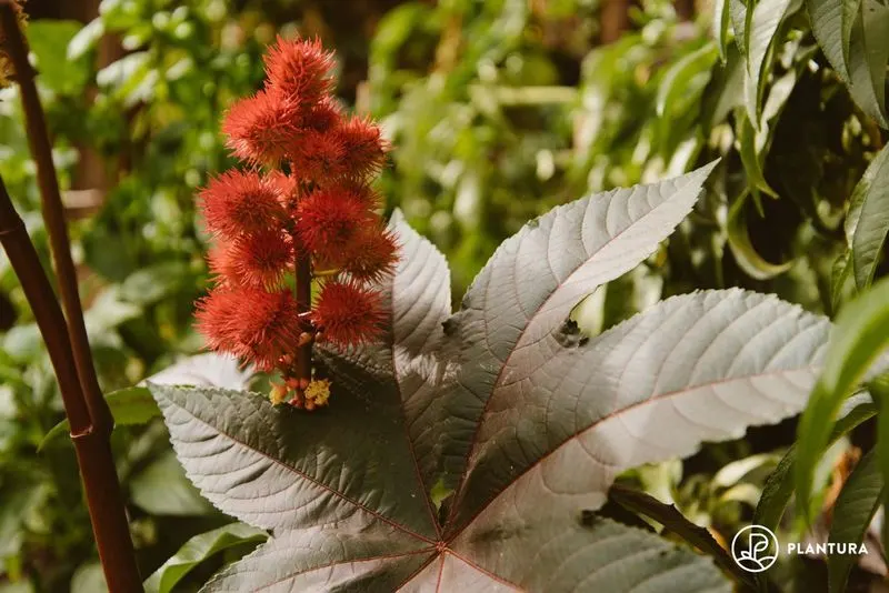 Castor Oil Plant