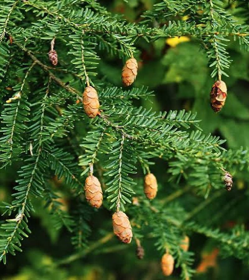 Yew
