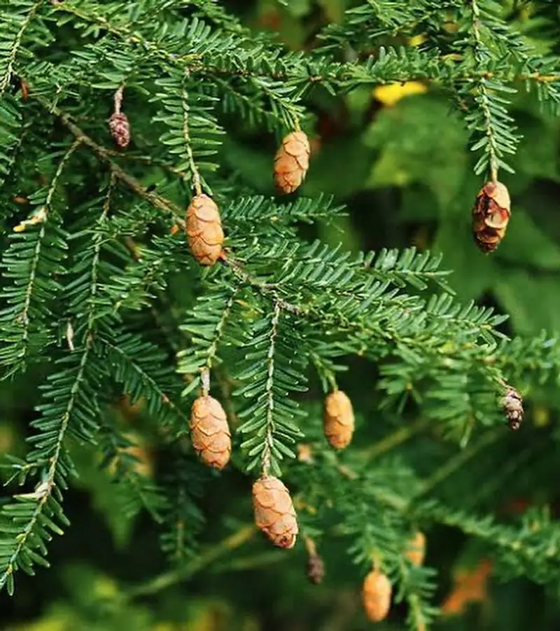 Yew