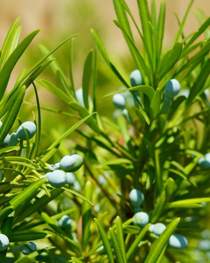 Yew