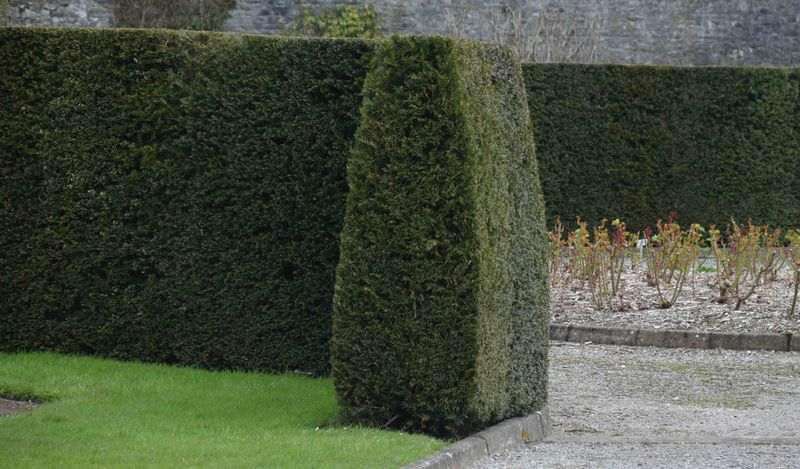 Yew Hedges