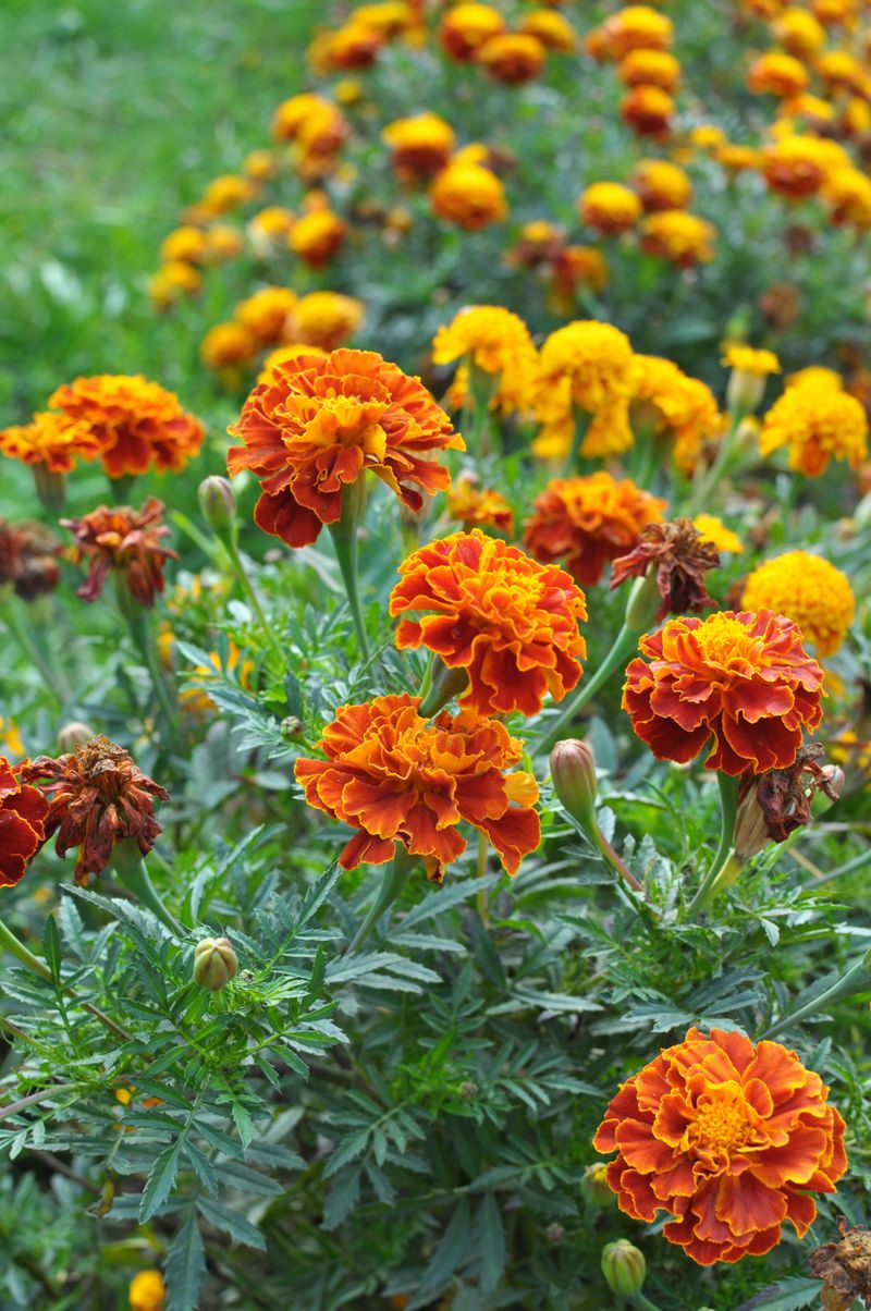 Azaleas