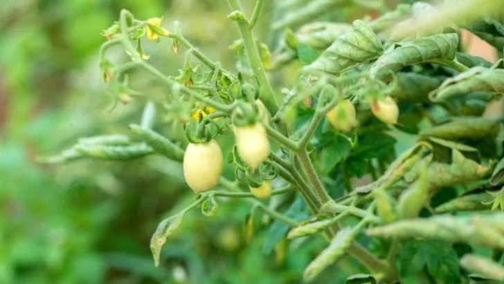 Your Tomato Leaves are Curling What Does it Mean and What Causes It?