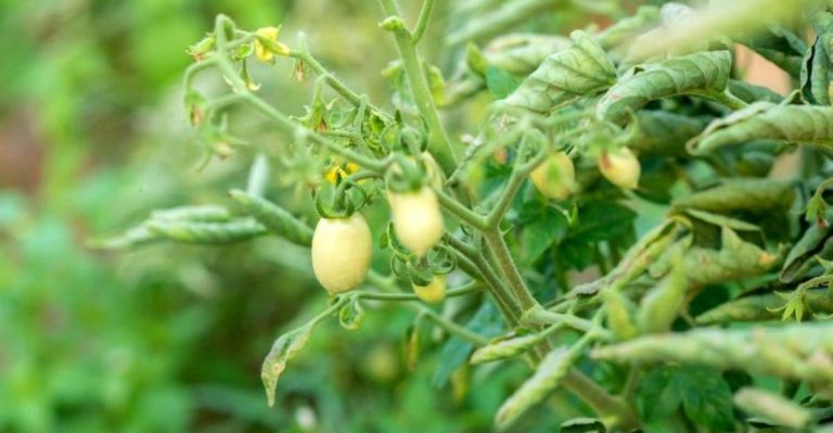 Your Tomato Leaves are Curling What Does it Mean and What Causes It?