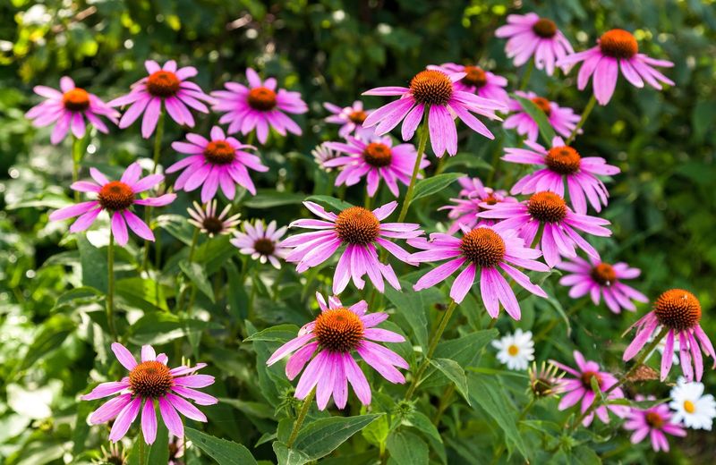 Echinacea