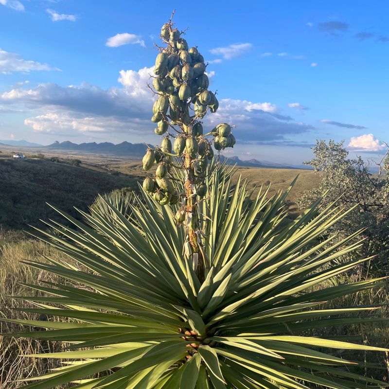 Yucca