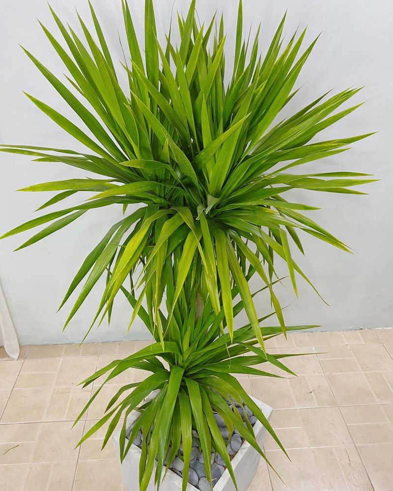 Yucca